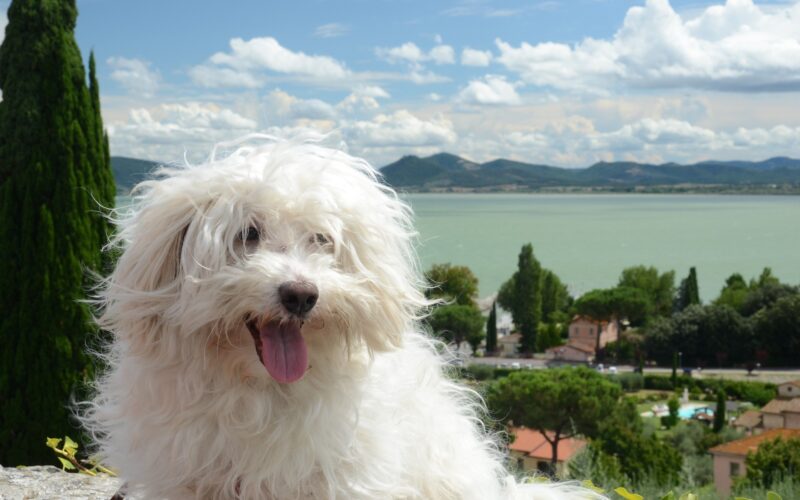 Rasa psa Bolończyk – wszystko, co musisz wiedzieć