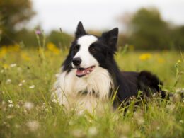 Rasa psa Border collie – wszystko, co musisz wiedzieć