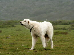 Rasa psa Akbash – cechy charakterystyczne i pochodzenie