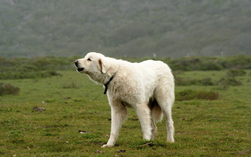 Rasa psa Akbash – cechy charakterystyczne i pochodzenie