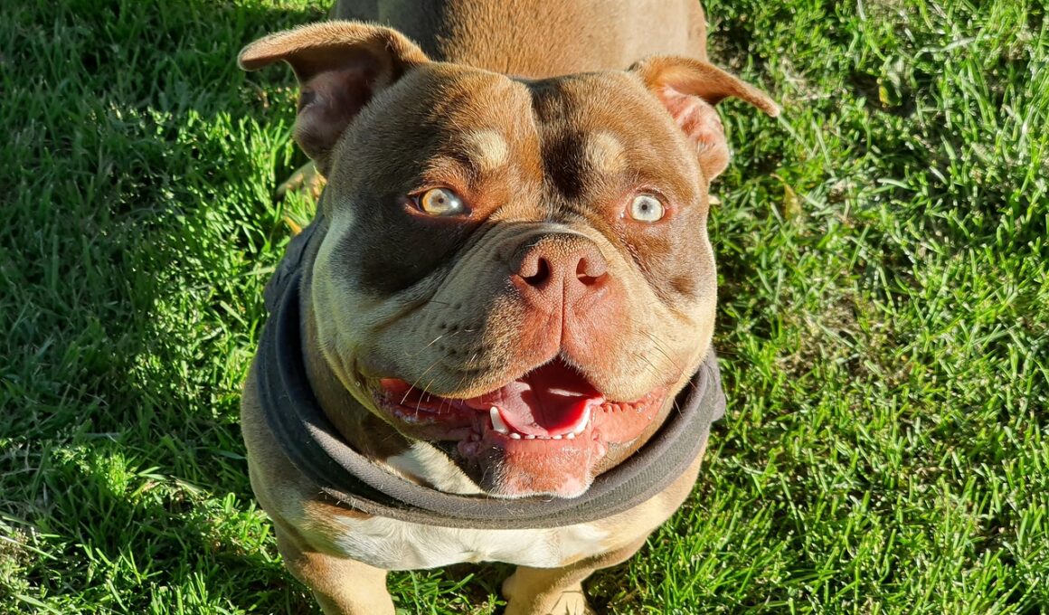 pies rasy american bully