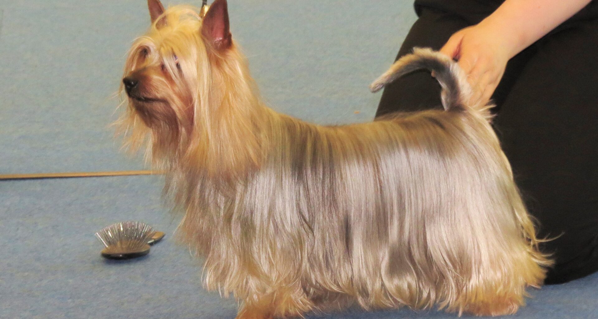 pies rasy australian silky terrier