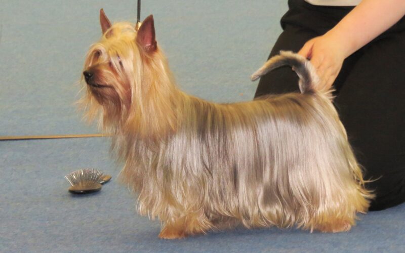 Rasa psa Australian Silky Terrier – wszystko, co musisz wiedzieć