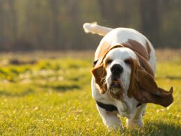 Rasa psa Basset hound – wszystko, co musisz wiedzieć