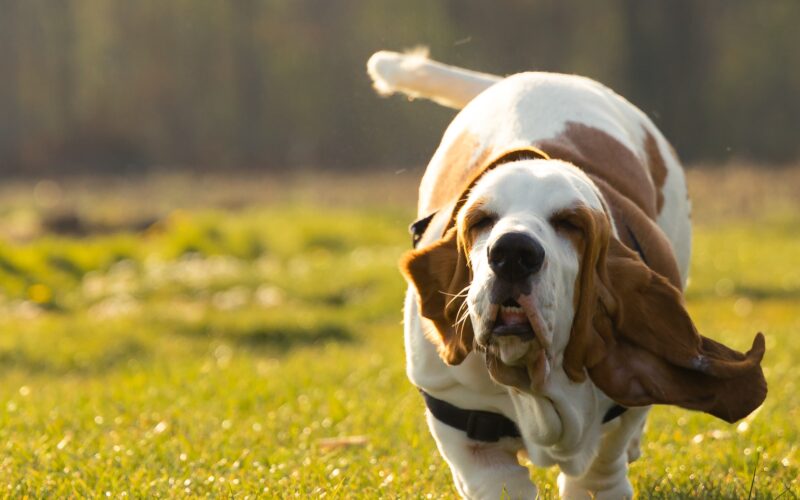 Rasa psa Basset hound – wszystko, co musisz wiedzieć
