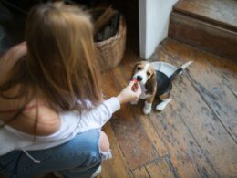 Rasa psa Beagle – wszystko, co musisz wiedzieć