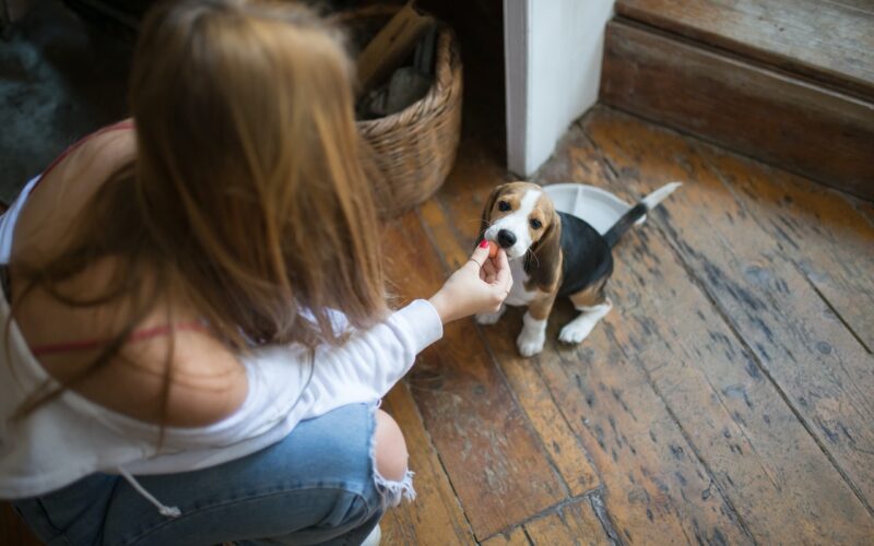 Rasa psa Beagle – wszystko, co musisz wiedzieć