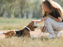 Rasa psa Beagle harrier – wszystko, co musisz wiedzieć