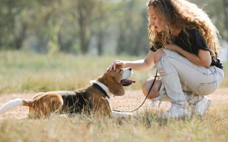 Rasa psa Beagle harrier – wszystko, co musisz wiedzieć