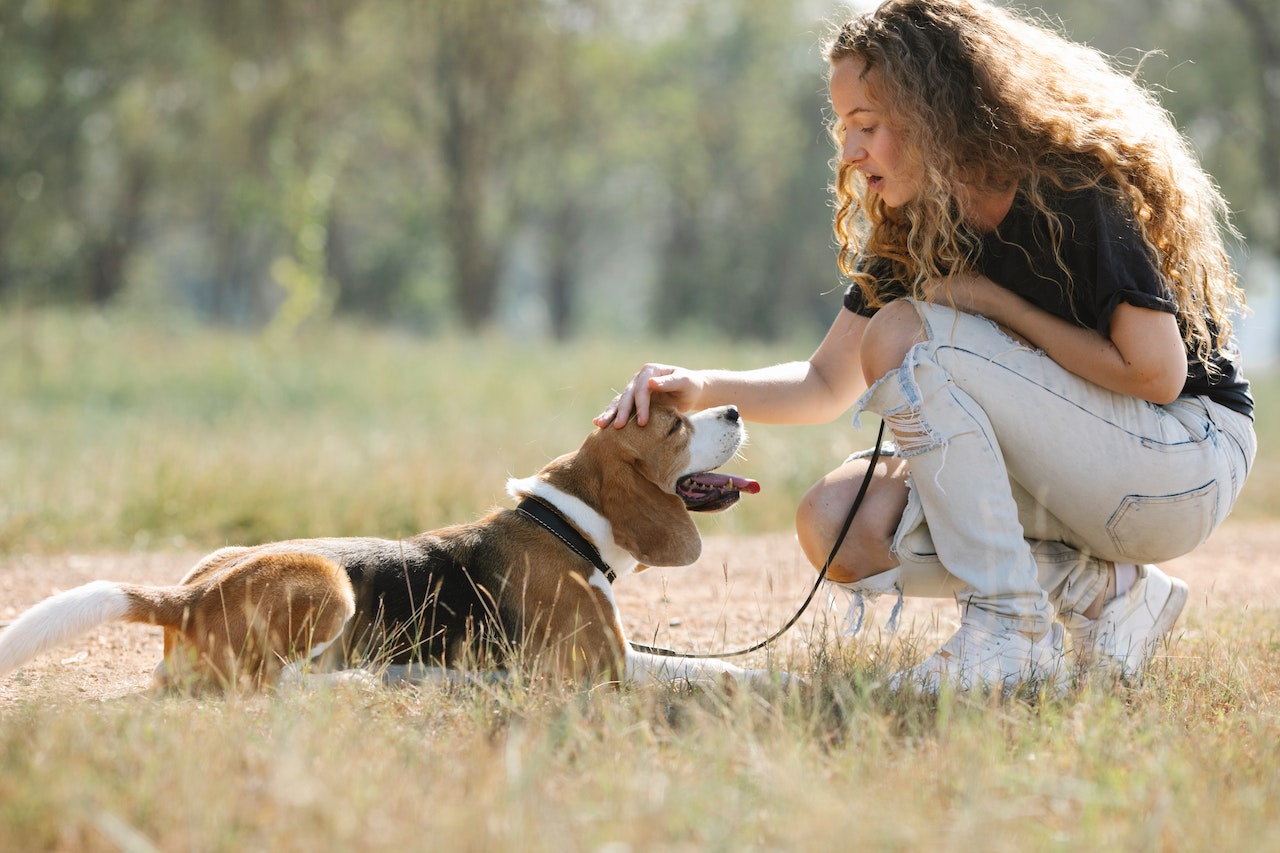 pies rasy beagle harrier