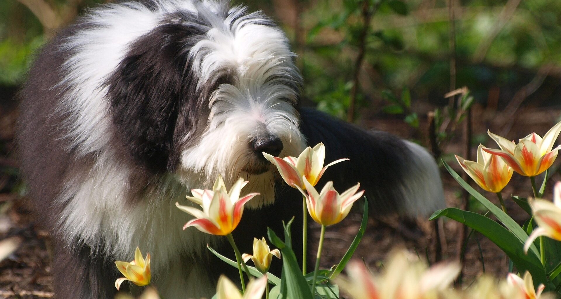 pies rasy bearded collie