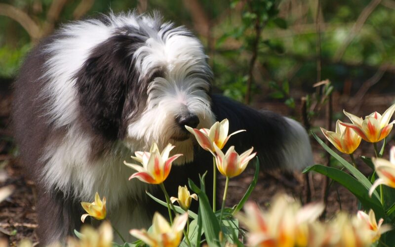 Rasa psa Bearded Collie – wszystko, co musisz wiedzieć