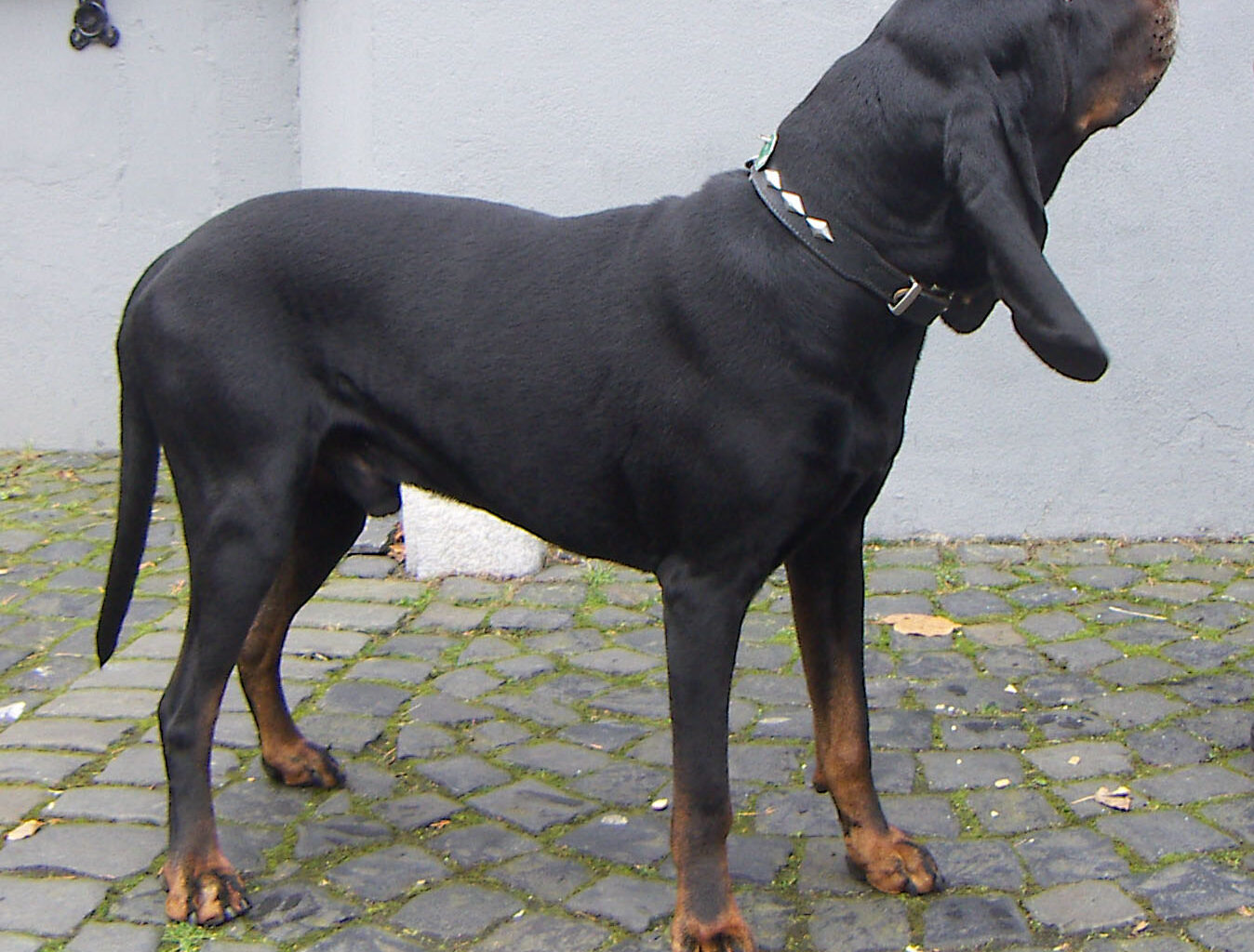 pies rasy Black and Tan Coonhound