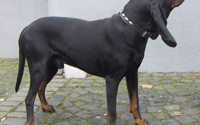 Rasa Black and Tan Coonhound – wszystko, co musisz wiedzieć