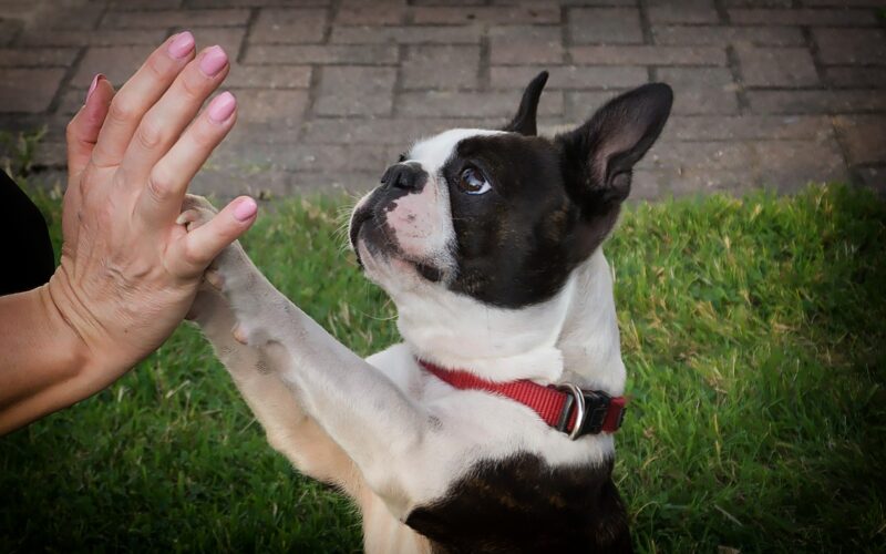 Rasa psa Boston terrier – wszystko, co musisz wiedzieć
