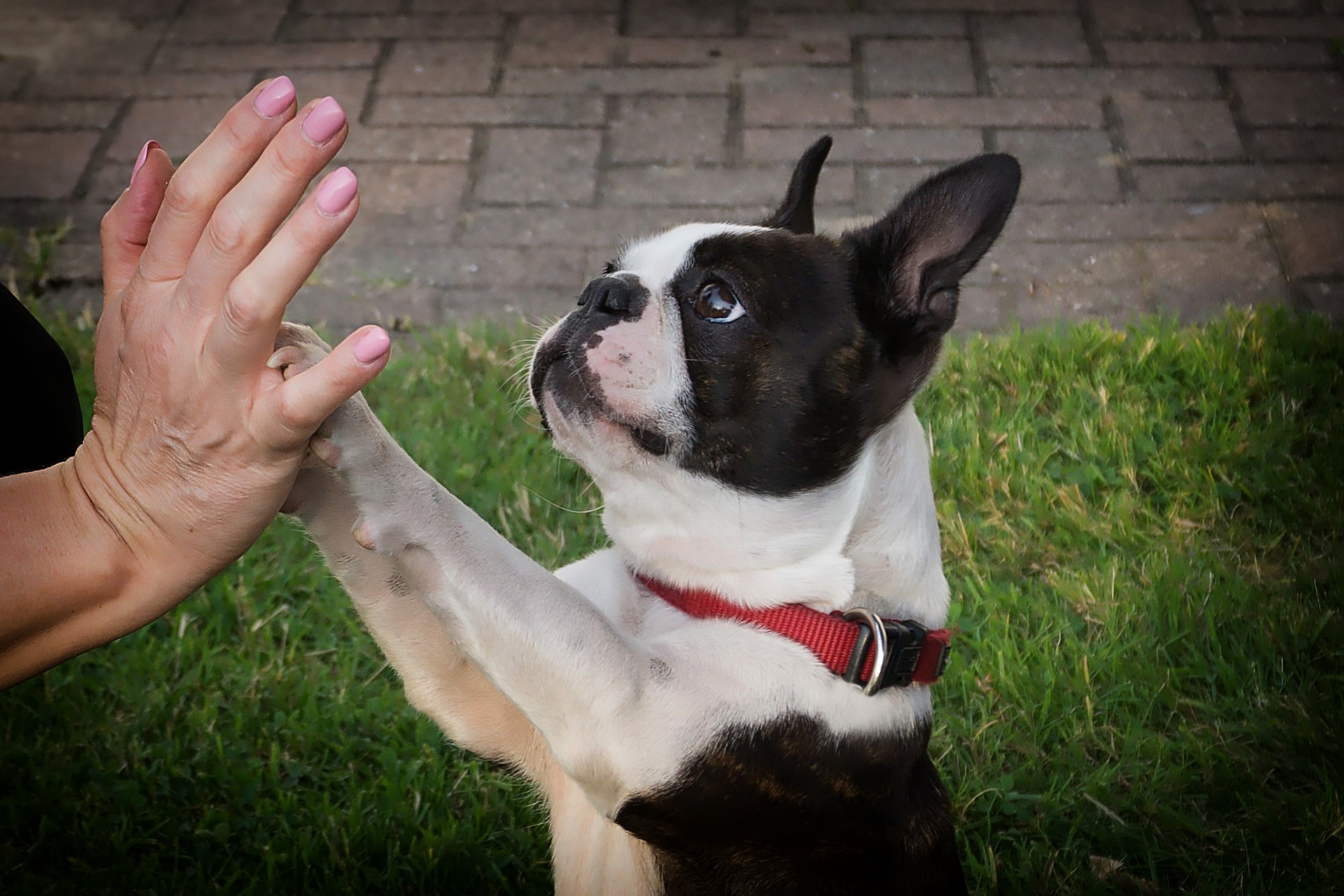 Boston best sale terrier obedience