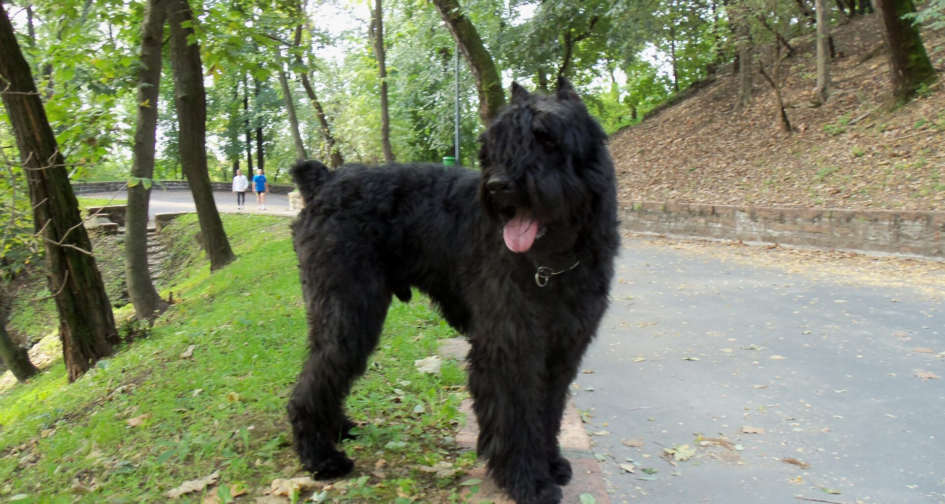 pies rasy Bouvier des Flandres