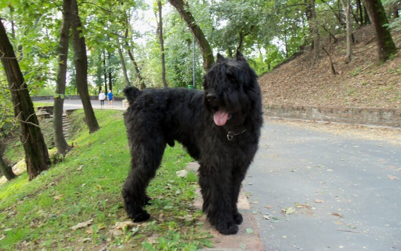 Rasa psa Bouvier des Flandres – wszystko, co musisz wiedzieć