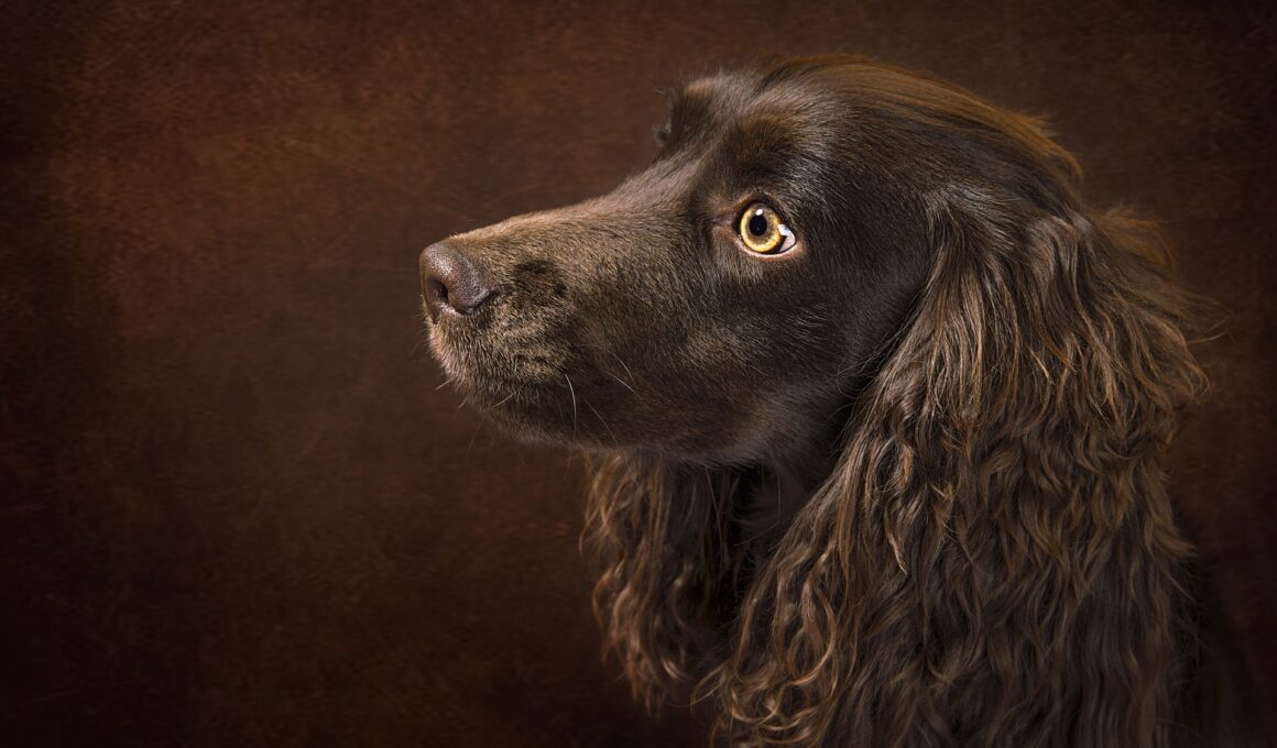 pies rasy boykin spaniel
