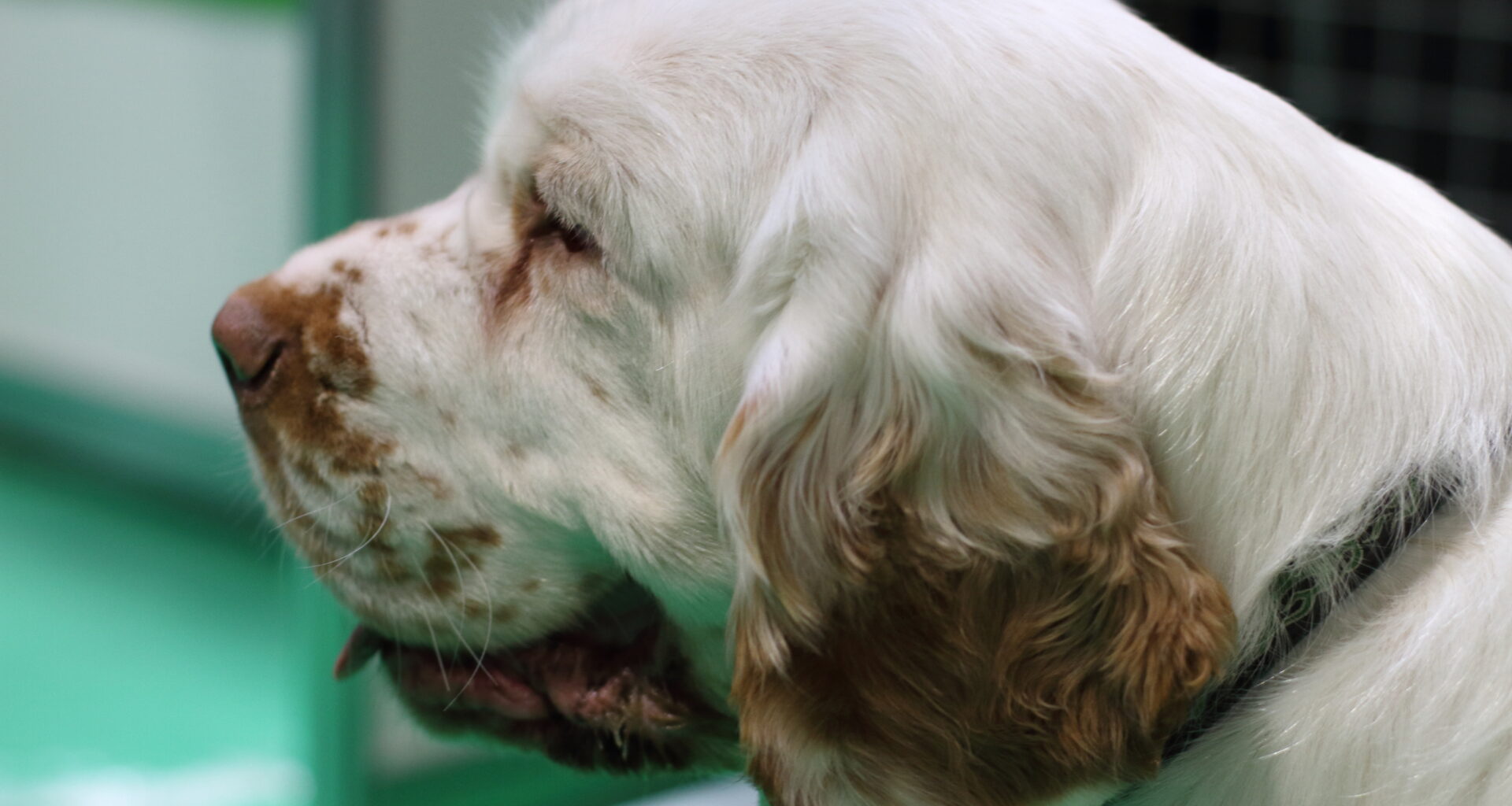 pies rasy clumber spaniel