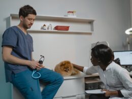 Badanie krwi u psa – kiedy warto pobrać krew? Jak wyglądają przygotowanie i interpretacja wyników?