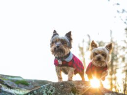 Fryzury dla yorka – jak strzyc i pielęgnować psa rasy yorkshire terrier?