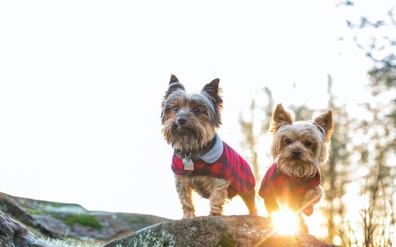 Fryzury dla yorka – jak strzyc i pielęgnować psa rasy yorkshire terrier?