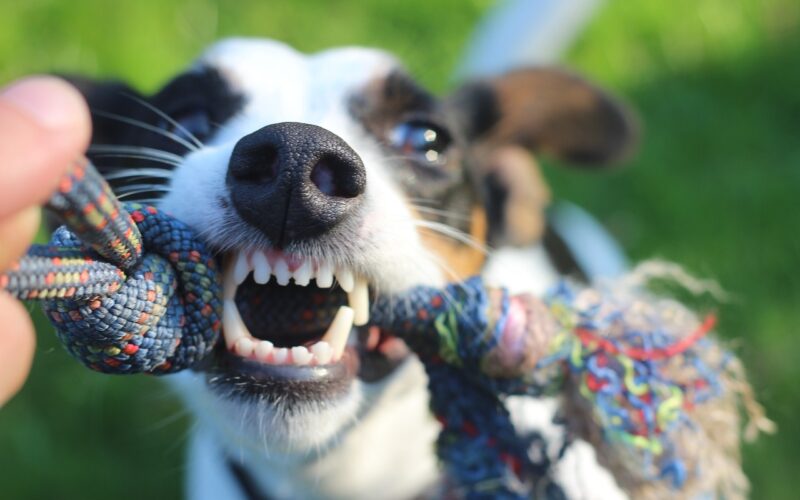 Jak zadbać o higienę jamy ustnej psa, 5 sprawdzonych sposobów!