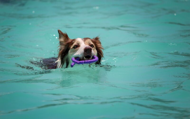 Bieżnia wodna dla psa – jakie korzyści niesie ze sobą hydroterapia?