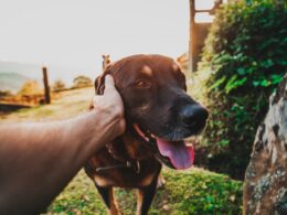 Pielęgnacja psów – jak zadbać o swojego pupila?