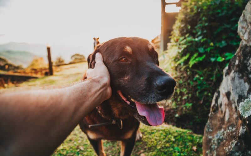 Pielęgnacja psów – jak zadbać o swojego pupila?