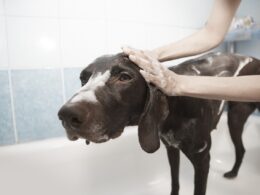 Jak przygotować psa do kąpieli?
