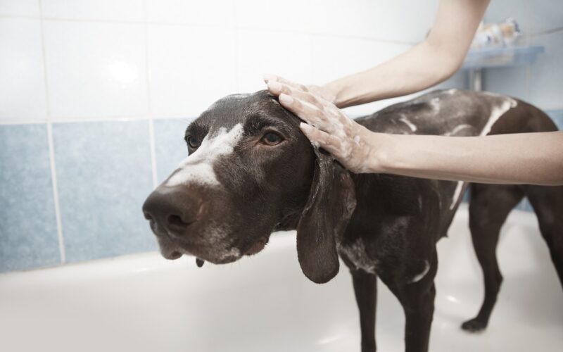 Jak przygotować psa do kąpieli?