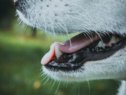 Kamień nazębny u psa – jakie są przyczyny i objawy?