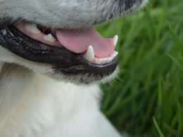 Mycie zębów u psa – jakie są korzyści?