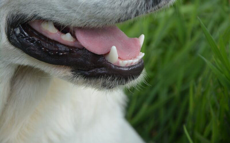 Mycie zębów u psa – jakie są korzyści?
