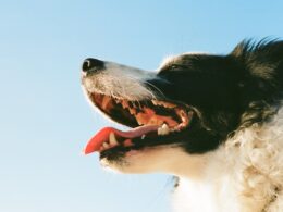 Nieświeży oddech u psa – jakie mogą być jego przyczyny?