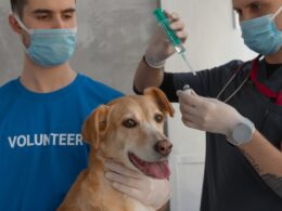 Obowiązkowe szczepienia psa – wszystko, co musisz o nich wiedzieć. Kalendarz szczepień psa