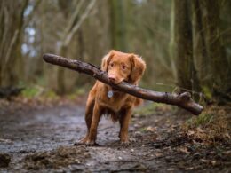 Odrobaczanie psa – jak często i dlaczego to ważne?