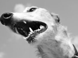 Pasta do zębów dla psa – czy warto? Oto jak dbać o zęby czworonoga