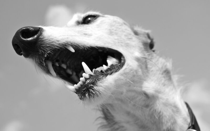 Pasta do zębów dla psa – czy warto? Oto jak dbać o zęby czworonoga