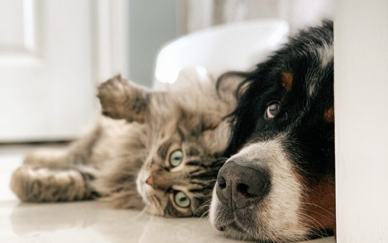 Opieka nad zwierzętami – czym jest? Kto może opiekować się psem i kotem? Sprawdź!