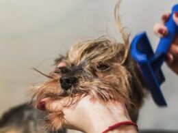 Trymer dla psa – jakie narzędzie wybrać do pielęgnacji sierści?