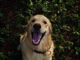 Zdrowy i piękny uśmiech Twojego psa – jak zadbać o pysk swojego pupila?