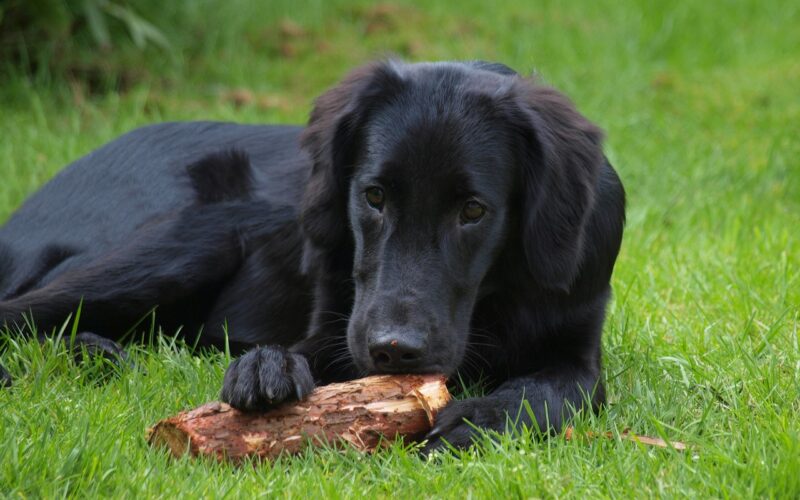 Flat-coated retriever – wszystko, co musisz wiedzieć o tej rasie