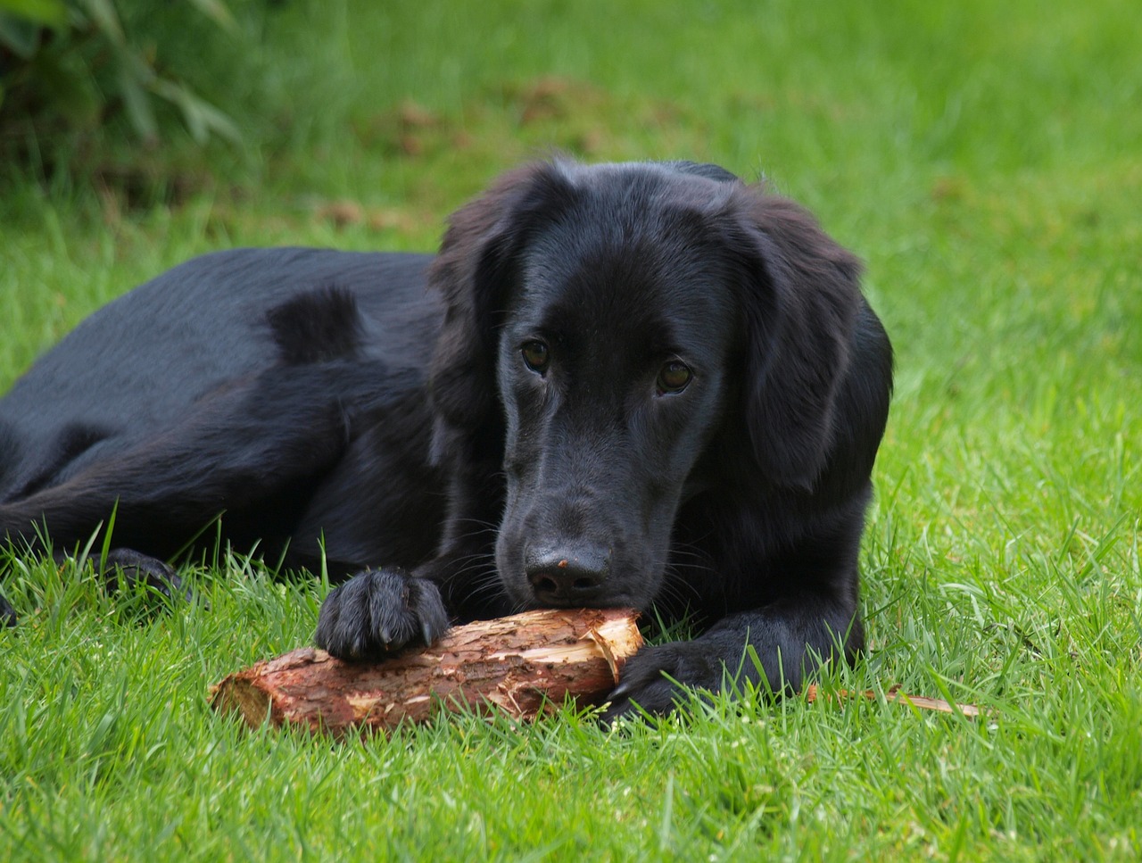 pies rasy flat coated retriever