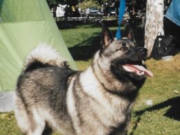 Elkhund szary – rasa psa o skandynawskim rodowodzie