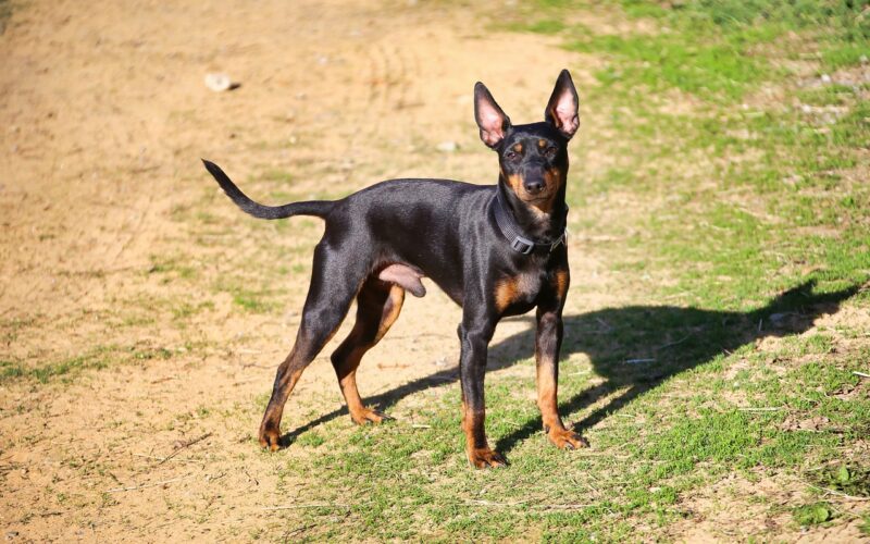 English toy terrier – wszystko, co musisz wiedzieć o tej rasie