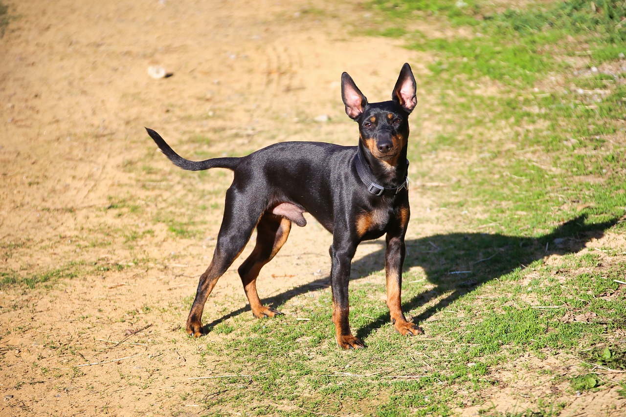 pies rasy english toy terrier