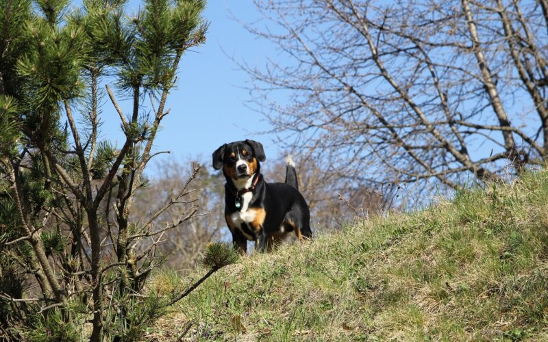 Entlebucher – wszystko, co musisz wiedzieć o tej rasie